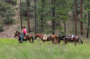 USA Horse Trekking
