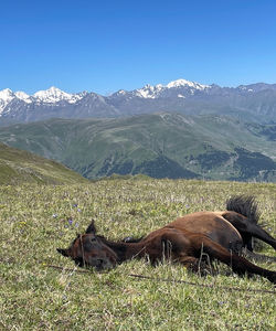 Caucasus Riding