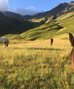 Caucasus Riding