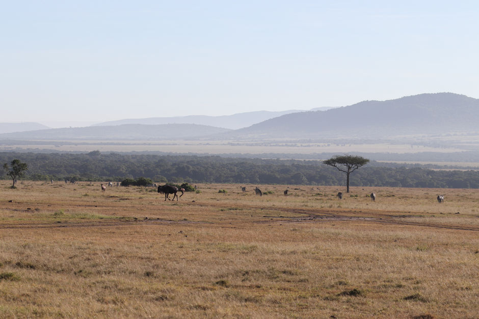 Masai Mara National Reserve