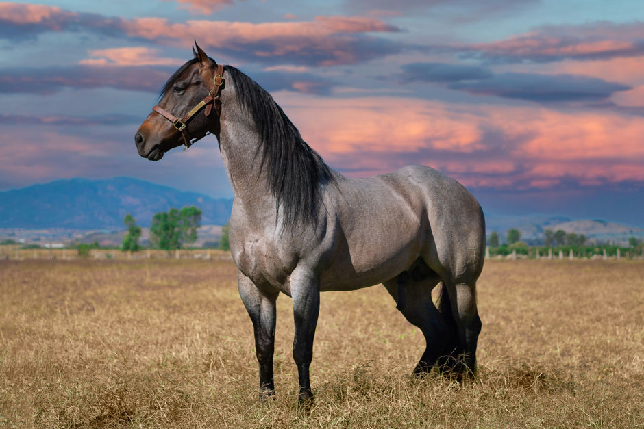 The Andalusian Horse