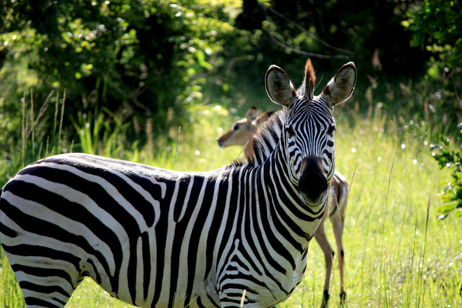 Zebra in Zambia