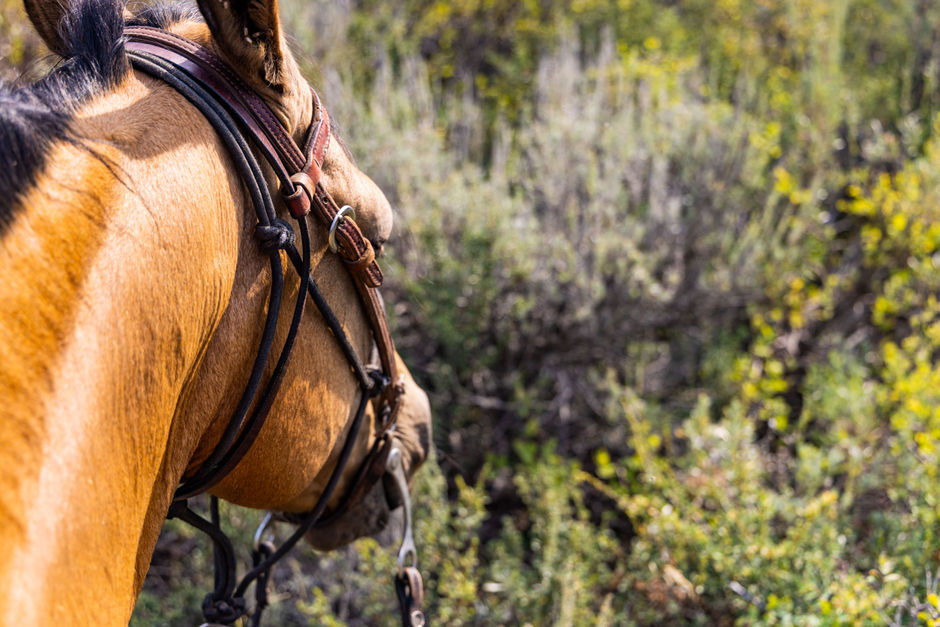 A close up of a horse's head in a field