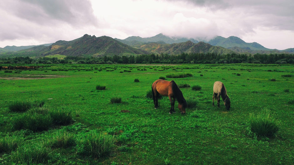 Horses on a pasture in Mongolia
