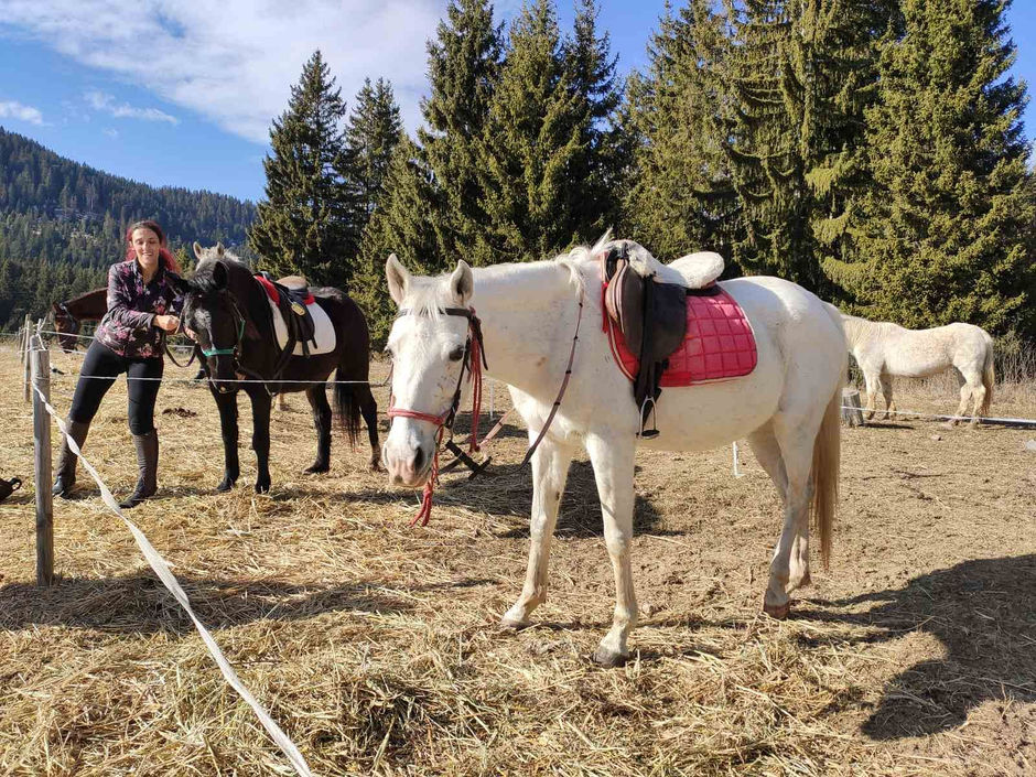 Harnessed horse in Bulgaria