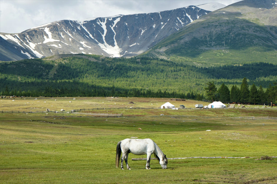 White horse eating grass in a field in Mongolia