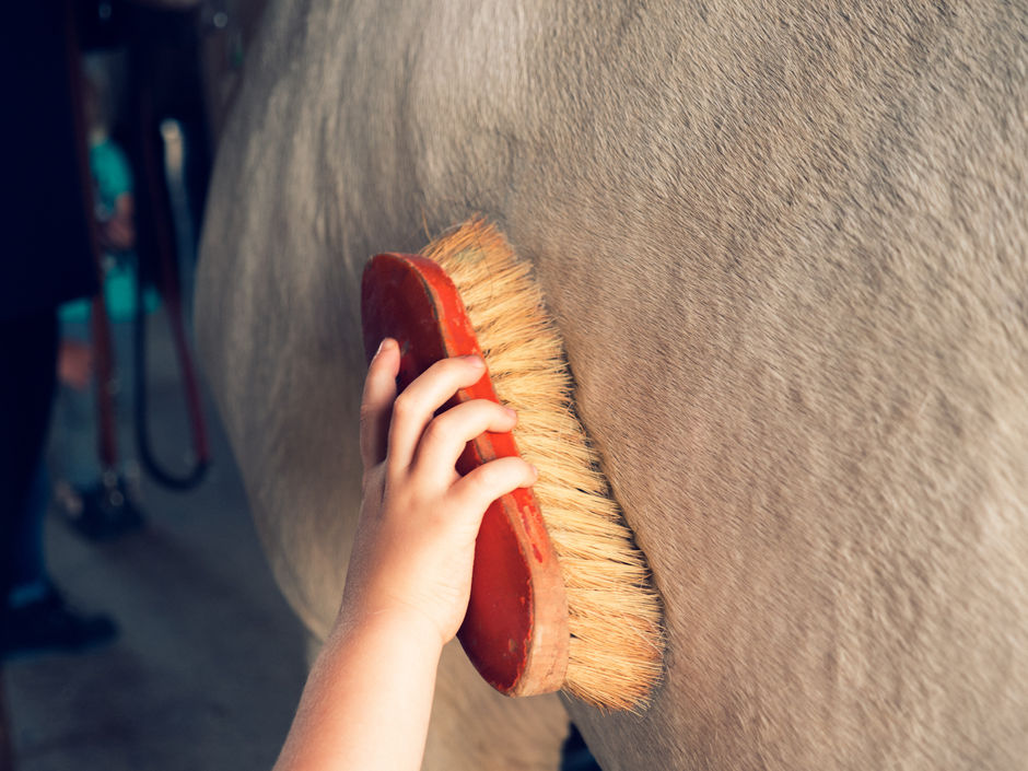 A man cleans a horse with a brush