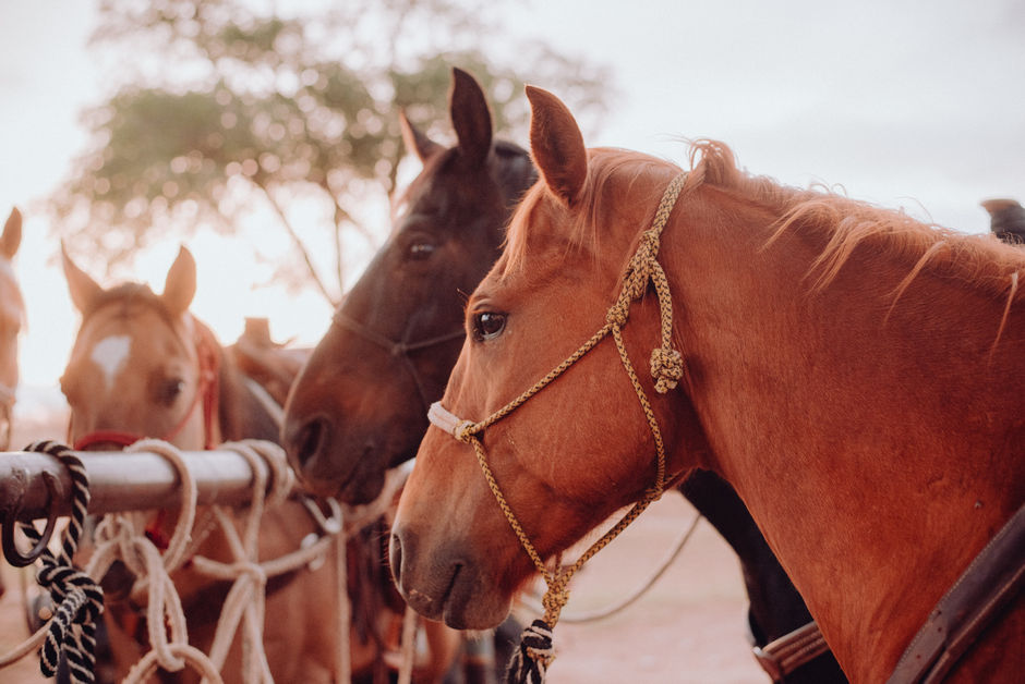 A group of horses standing next to each other