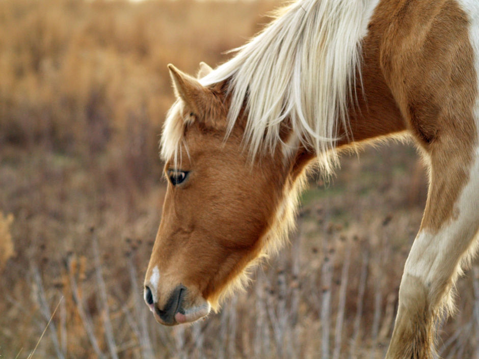 Chincoteague pony on the eastern shore of Virginia